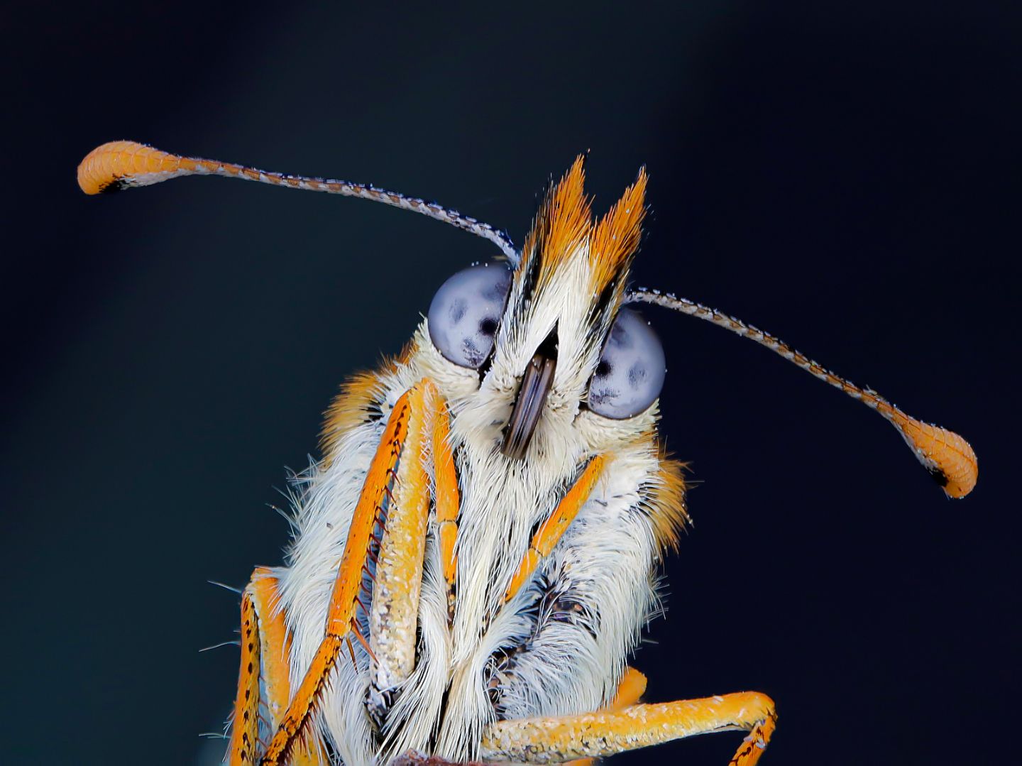 Nymphalidae - Euphydryas aurinia?   Euphydryas provincialis e  Melitaea cinxia